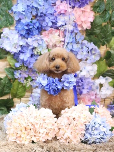 20250624ココちゃん